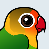 Fischer's Lovebird