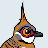 Spinifex Pigeon