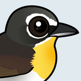 Yellow-breasted Chat