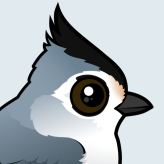 Black-crested Titmouse