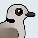 Eurasian Collared Dove