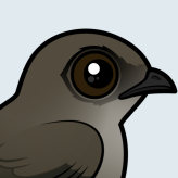 Chimney Swift