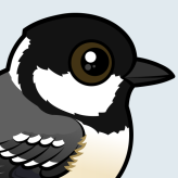 Coal Tit