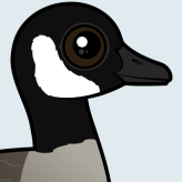 Canada Goose