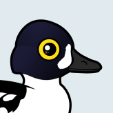Barrow's Goldeneye