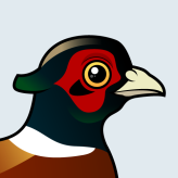 Common Pheasant