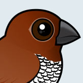 Scaly-breasted Munia