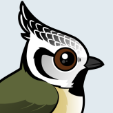 Crested Tit