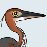 Goliath Heron