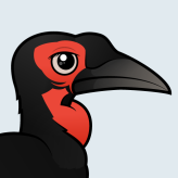 Southern Ground Hornbill