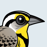 Western Meadowlark