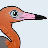 Reddish Egret