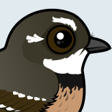 Grey Fantail