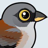 Yellow-eyed Junco