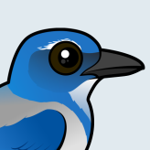 California Scrub-Jay