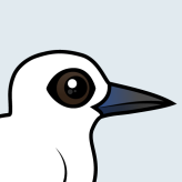 White Tern