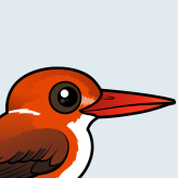 Madagascar Pygmy Kingfisher
