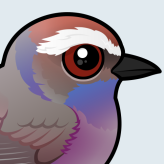 White-browed Tit-Warbler