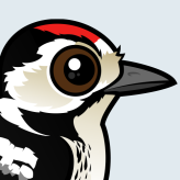 Lesser Spotted Woodpecker