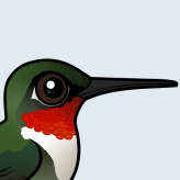 Ruby-throated Hummingbird
