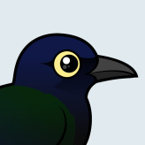 Boat-tailed Grackle