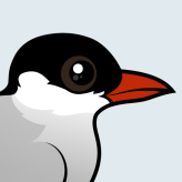 Arctic Tern