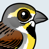 Dickcissel