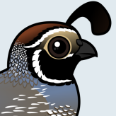 California Quail