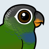Scaly-headed Parrot