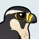 Aplomado Falcon