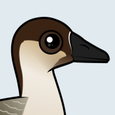 Swan Goose