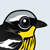 Magnolia Warbler
