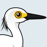 Snowy Egret