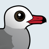 Heermann's Gull