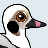 Long-tailed Duck