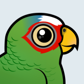 White-fronted Parrot
