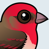 Common Rosefinch