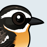 Whinchat