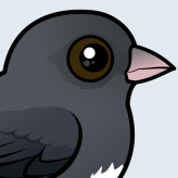 Dark-eyed Junco