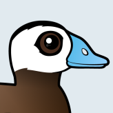 White-headed Duck