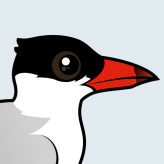 Caspian Tern