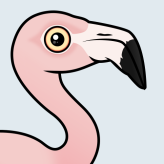 Chilean Flamingo