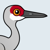 Sandhill Crane