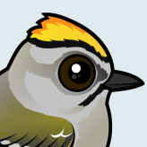 Golden-crowned Kinglet