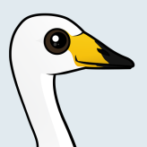 Whooper Swan