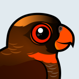 Dusky Lory