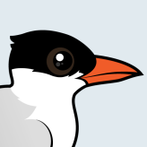 Royal Tern