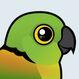 Black-collared Lovebird