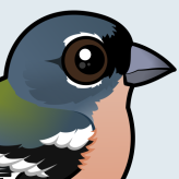 African Chaffinch