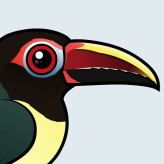 Green Aracari